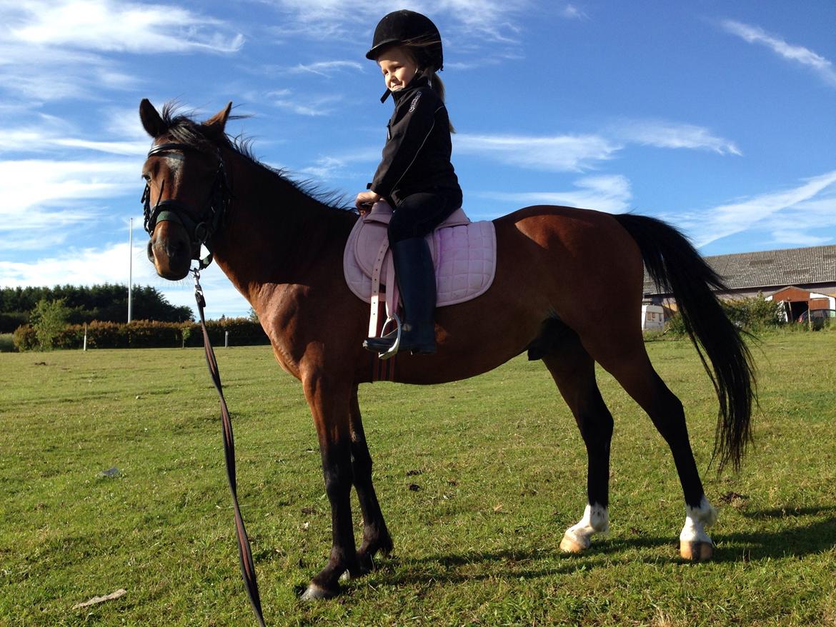 Welsh Pony (sec B) Amigo Dancer billede 5