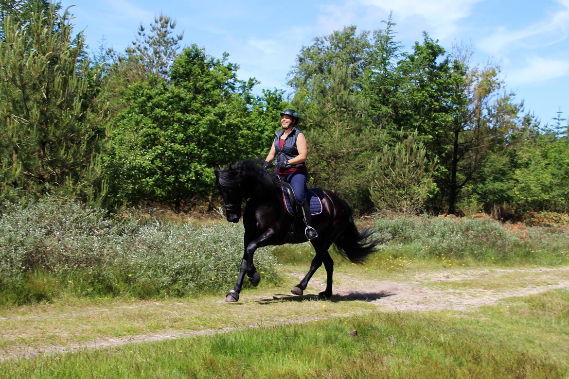 Frieser Shetana af Vanaheim - 30.06.15 Galop billede 14