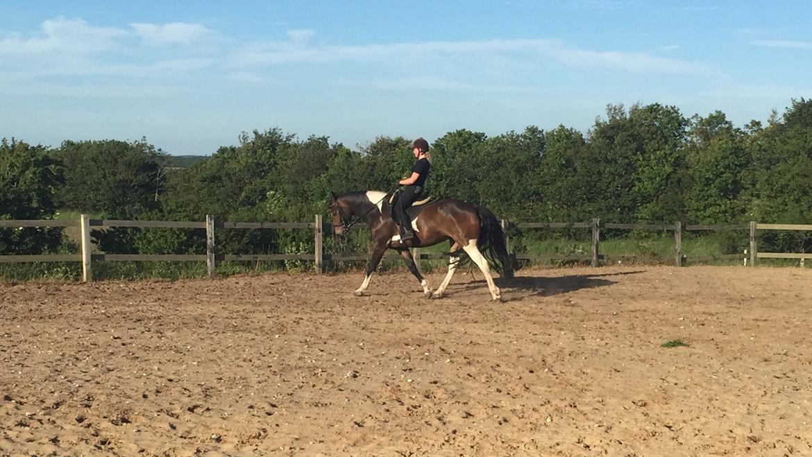 Barockpinto Valencia - Valle <3 - SOLGT billede 13