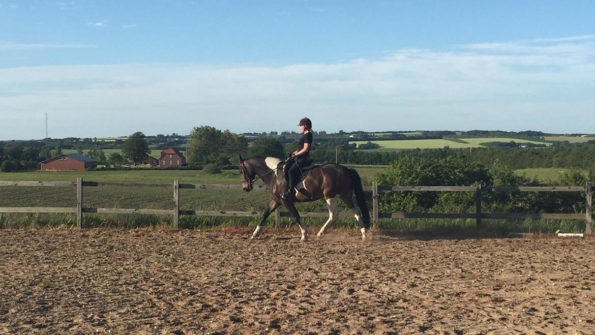 Barockpinto Valencia - Valle <3 - SOLGT billede 14