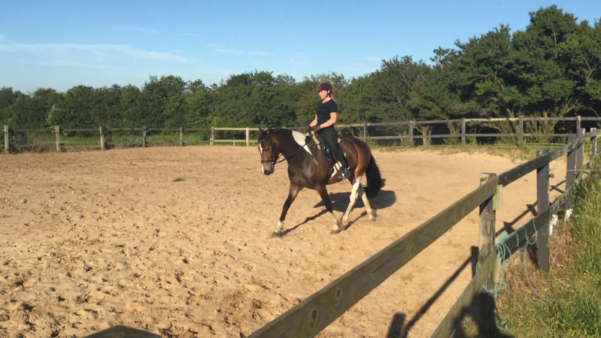 Barockpinto Valencia - Valle <3 - SOLGT billede 15