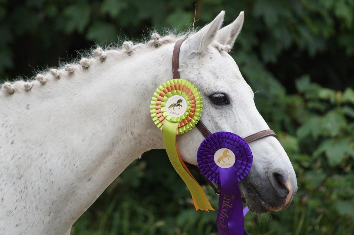 Anden særlig race Michilin - Skønneste pony <3 billede 2