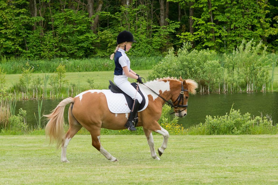 Anden særlig race Viktor UDLÅNT billede 10
