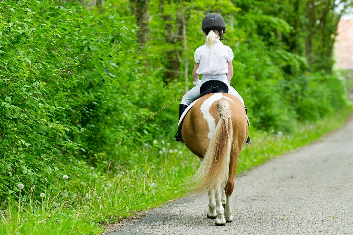 Anden særlig race Viktor UDLÅNT billede 12