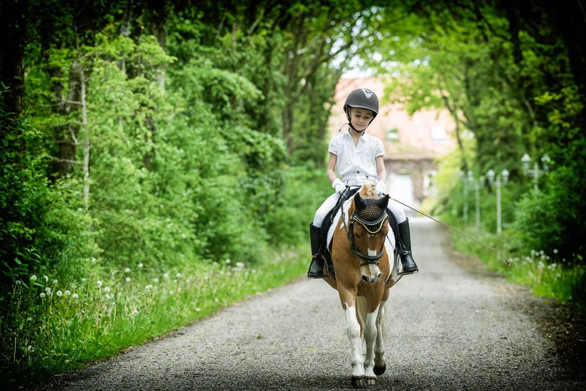 Anden særlig race Viktor UDLÅNT billede 13