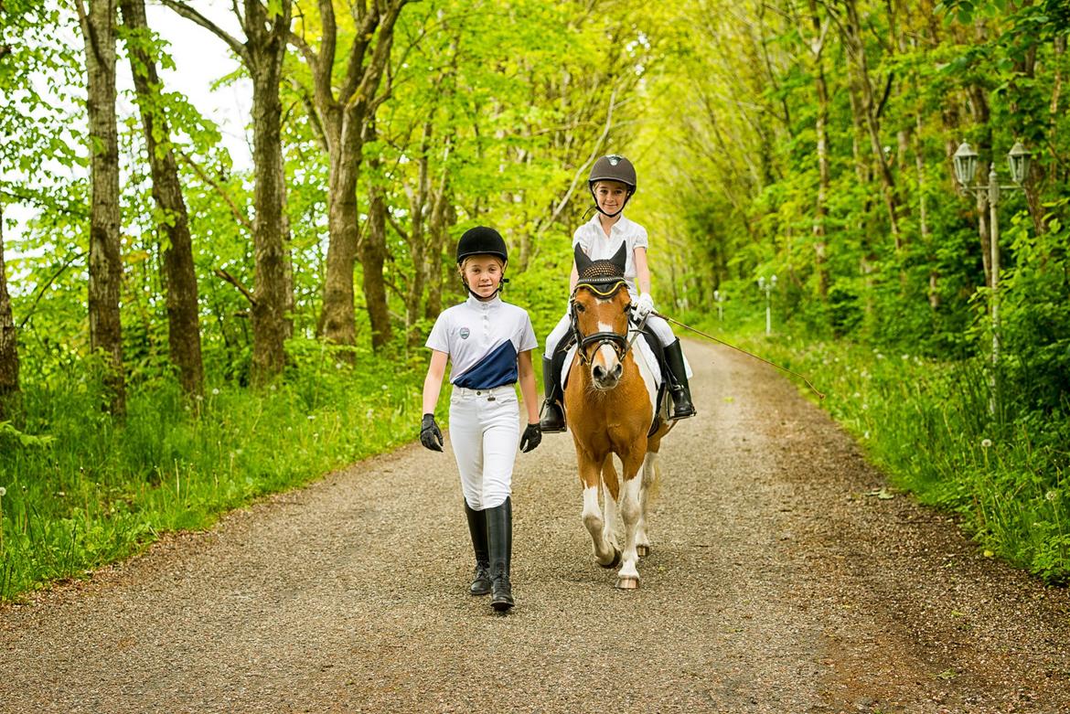 Anden særlig race Viktor UDLÅNT billede 14