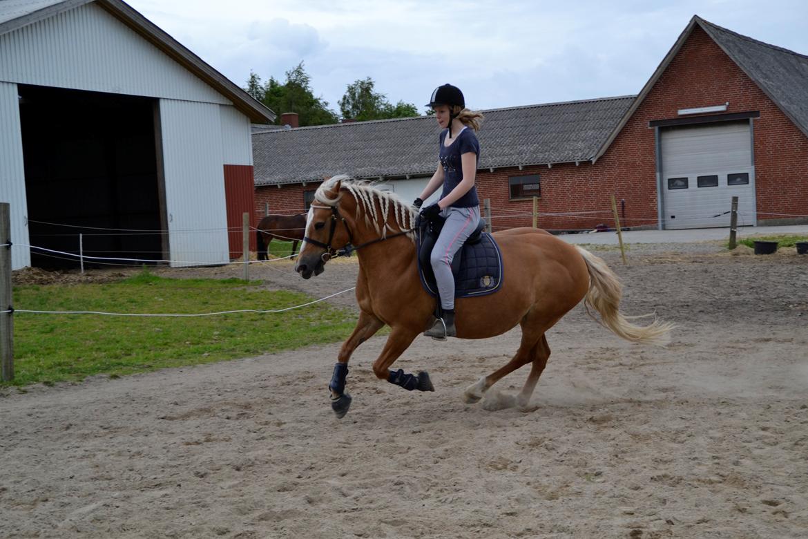 Haflinger Gipsy billede 12