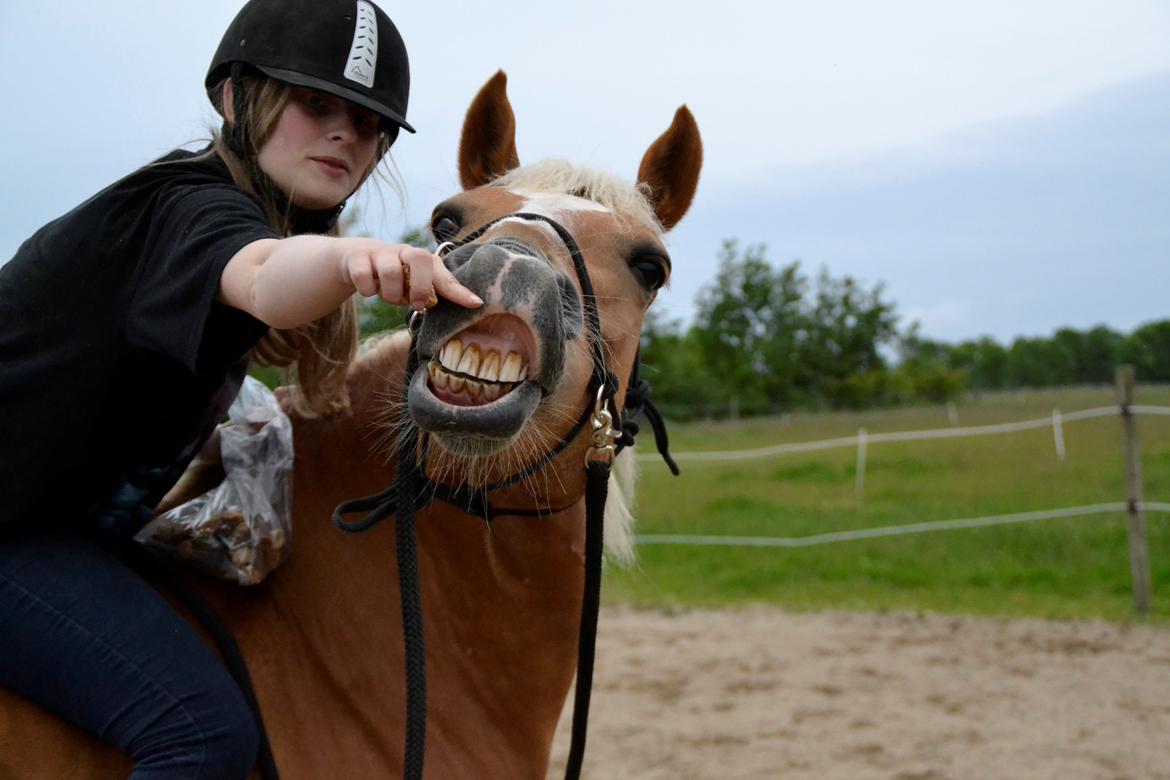 Haflinger Gipsy billede 44