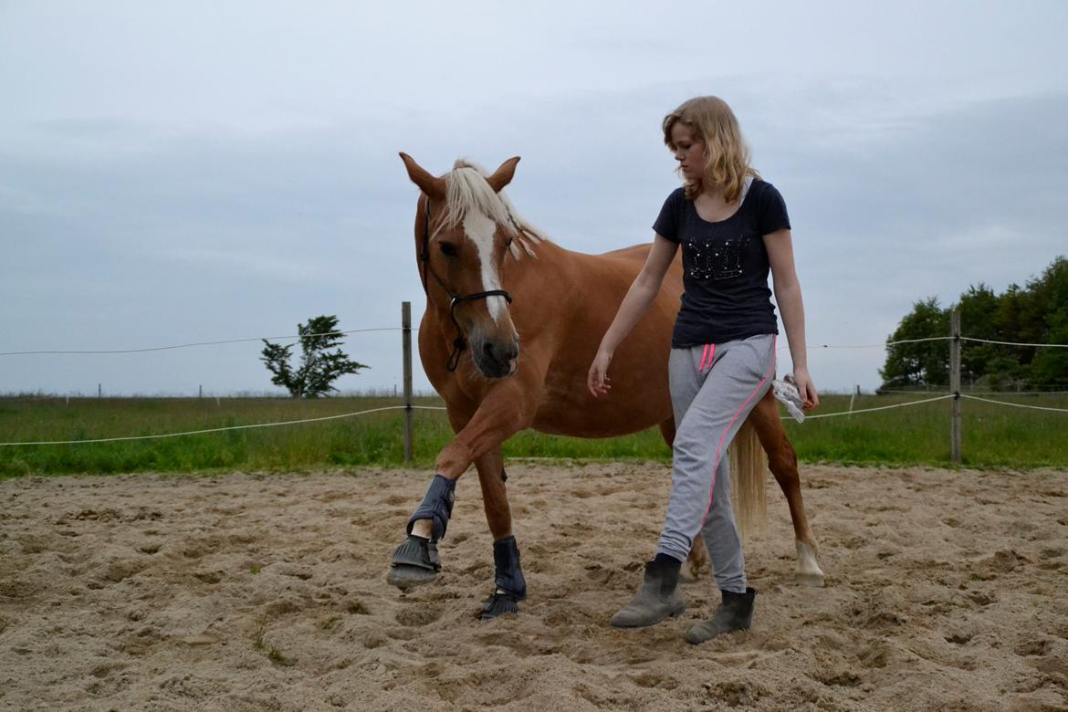 Haflinger Gipsy billede 21