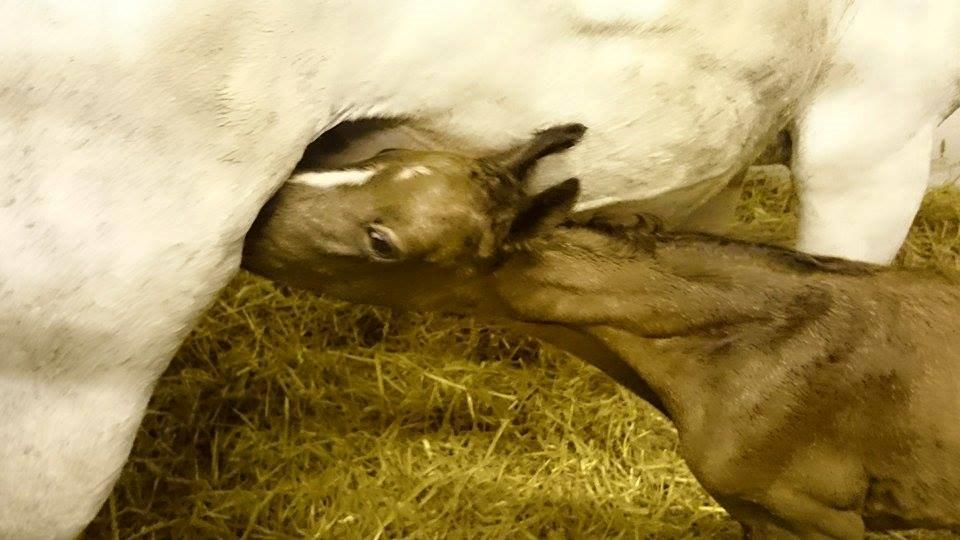DSP Stendalsgaards Helios billede 9