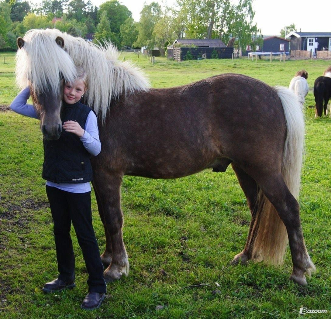 Islænder Skinfaxi stald engmarken - Han passer altid på mig <3<3 billede 14