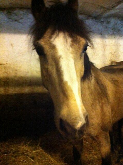 Anden særlig race Mon amour billede 2