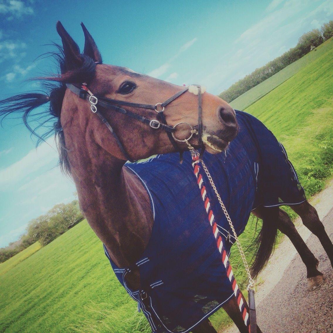 Traver Stanley Fairway. billede 4