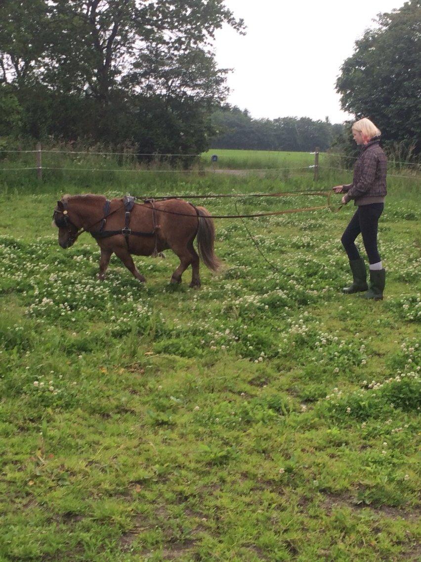 Shetlænder Fox (Mulle)  billede 14
