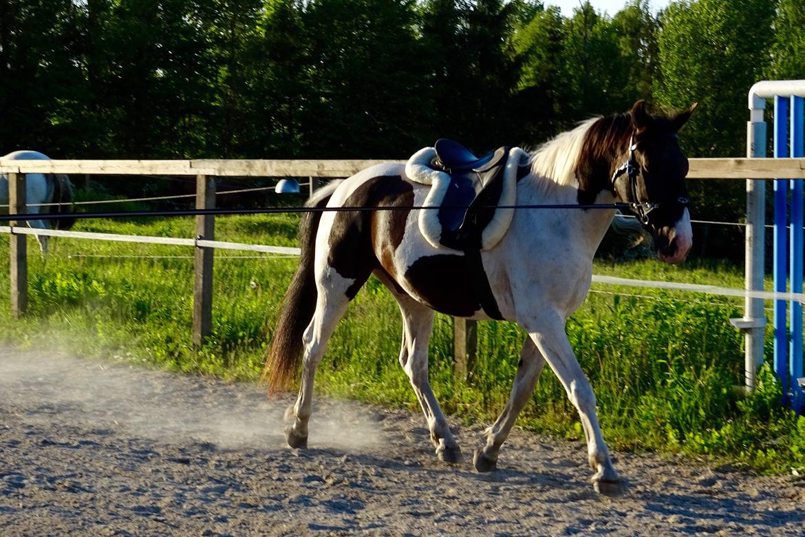 Anden særlig race • Kohesten Joey billede 8