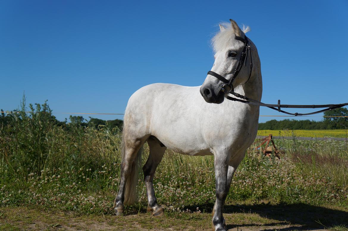 Anden særlig race Herkules *Elevpony* billede 1