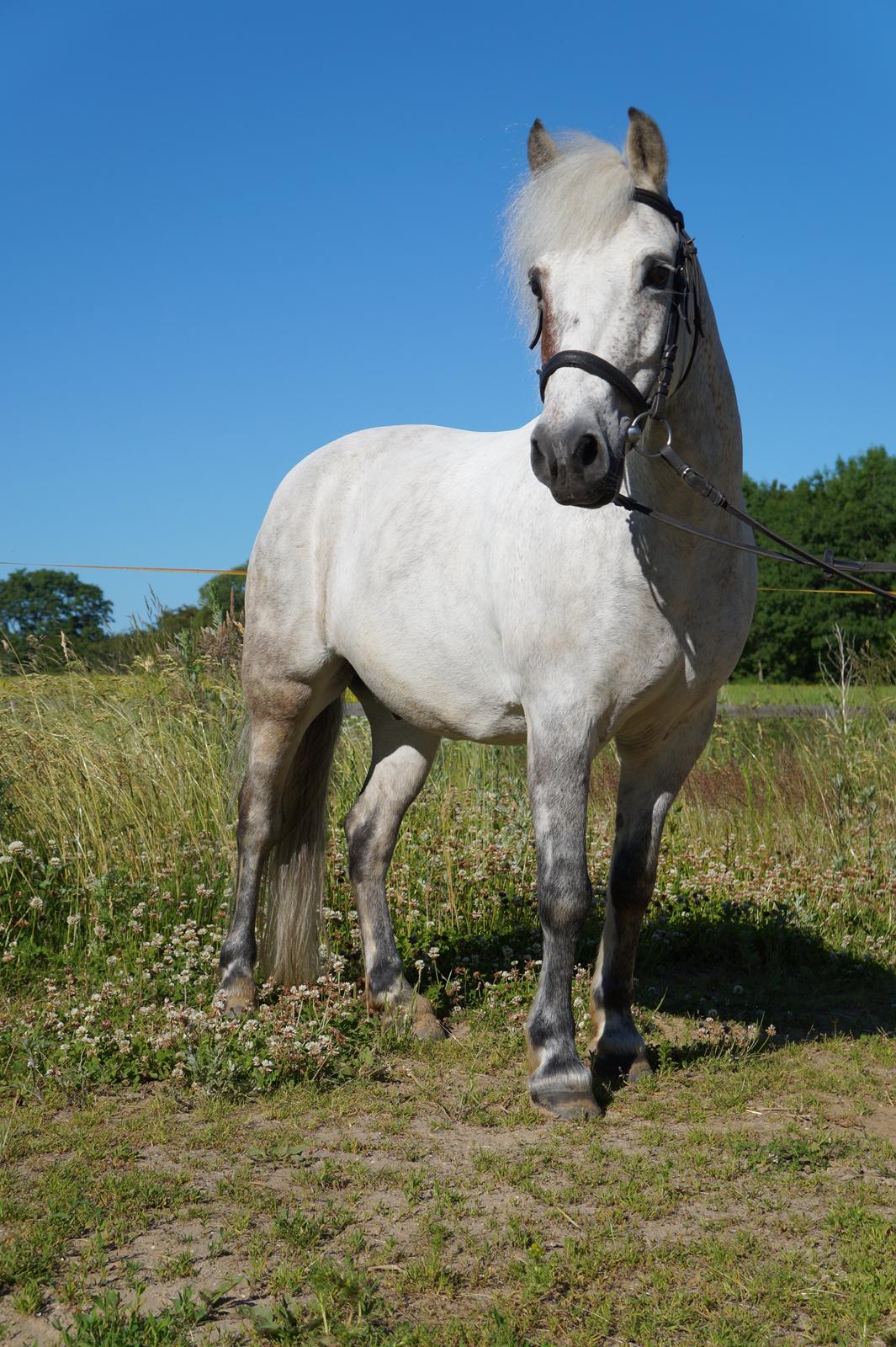 Anden særlig race Herkules *Elevpony* billede 20