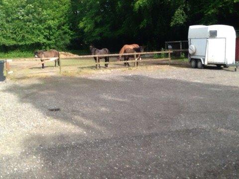 Islænder Vigdis  | tdl. Part | - i løsdriften med dine venner billede 3