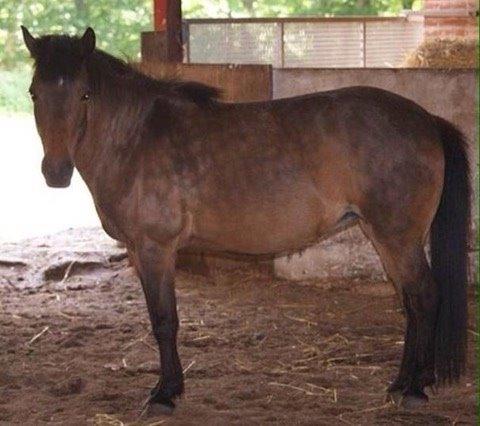 Islænder Vigdis  | tdl. Part | - skatten i løsdriften! billede 5