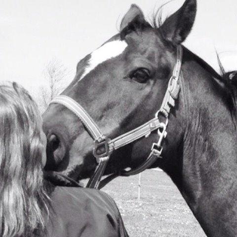 Anden særlig race Zafir Diamond billede 13