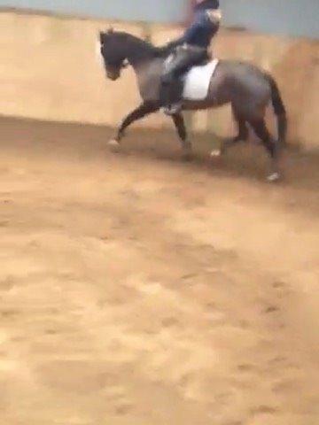 Anden særlig race Zafir Diamond billede 15