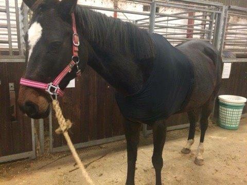 Anden særlig race Zafir Diamond billede 16