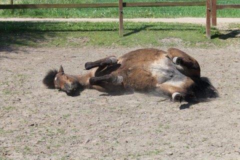 Islænder Vigdis  | tdl. Part | - dejlit at rulle sig efter trænig  billede 6