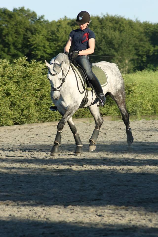 Connemara Mosegårdens Mascha  - Stjerne <3 Foto: Maria Nygaard billede 5