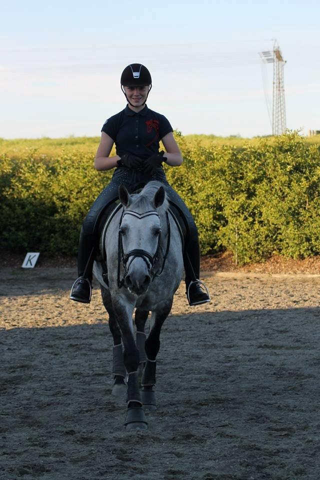 Connemara Mosegårdens Mascha  - Træt pony efter hård undervisning... <3 Foto: Maria Nygaard billede 4