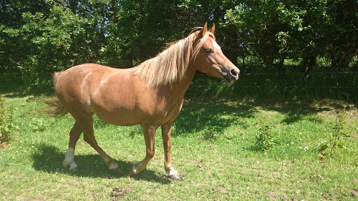 Welsh Partbred (Sec F) Valbjerggaards Casiopaia  billede 4