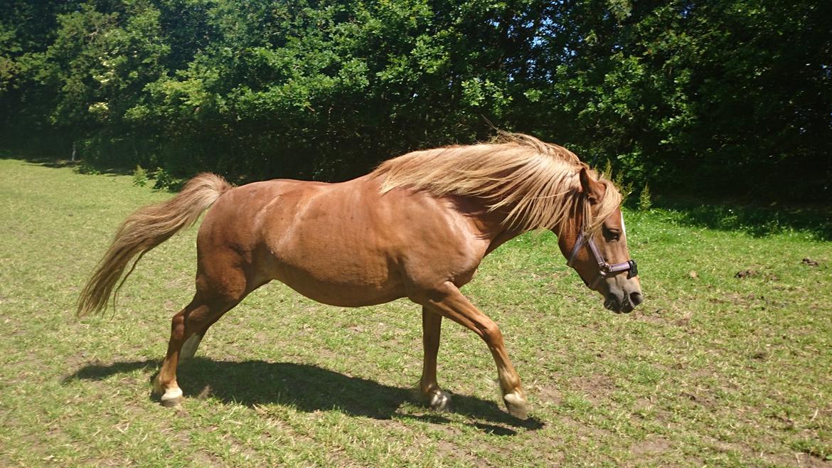 Welsh Partbred (Sec F) Valbjerggaards Casiopaia  billede 9