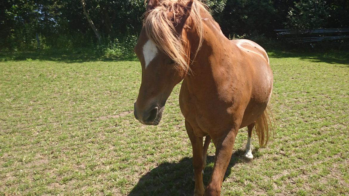 Welsh Partbred (Sec F) Valbjerggaards Casiopaia  billede 13