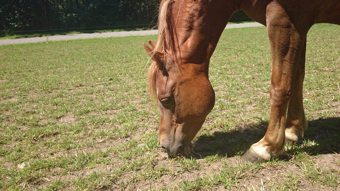 Welsh Partbred (Sec F) Valbjerggaards Casiopaia  billede 18
