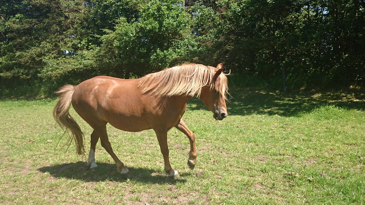 Welsh Partbred (Sec F) Valbjerggaards Casiopaia  billede 19