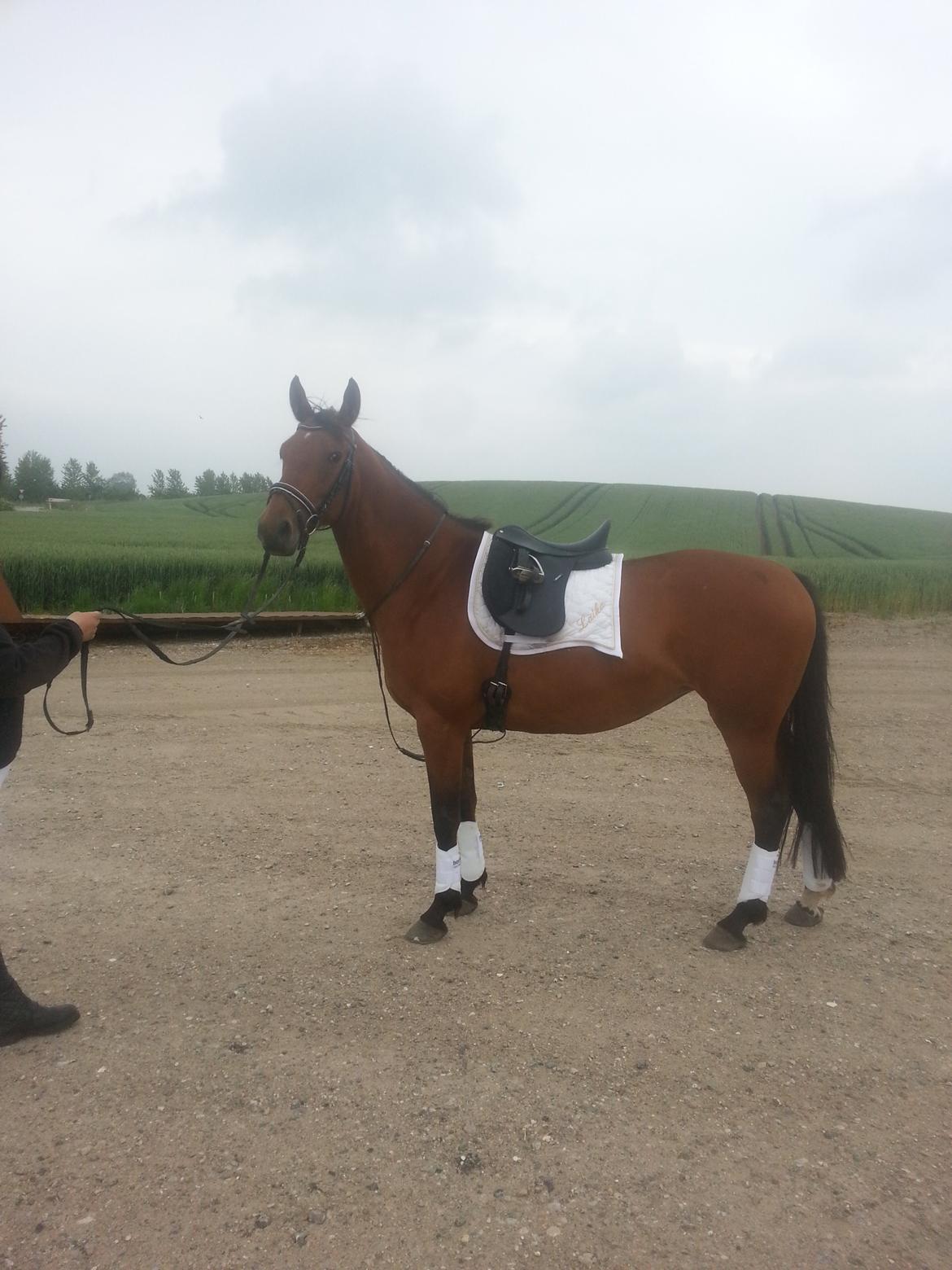 Anden særlig race *L*A*I*K*A* billede 18