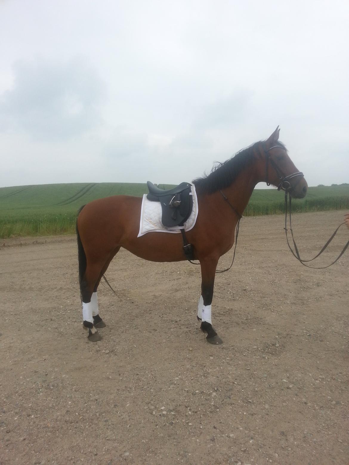 Anden særlig race *L*A*I*K*A* billede 20