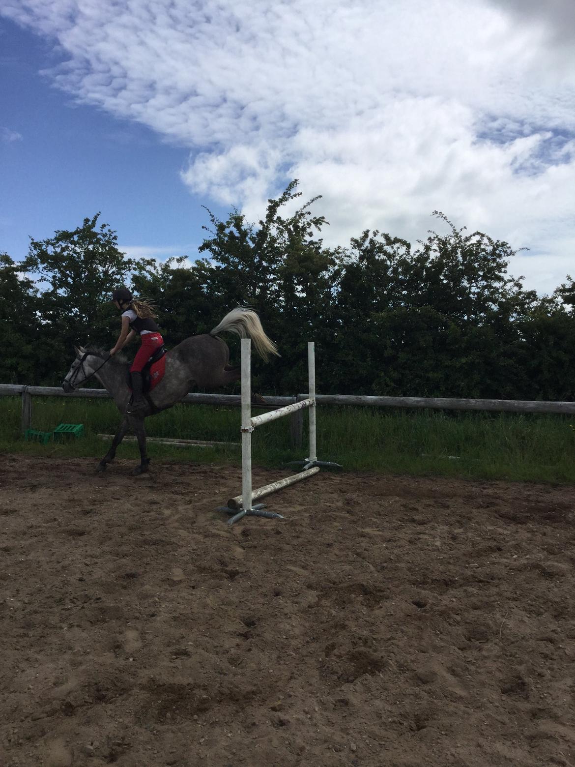 Anden særlig race Alfred (Maccoy) Min nye springpony<3 - Dagen efter vi hentede ham, sprang vi lige 100cm UDEN problemer<3 (Lækre bagben) billede 7