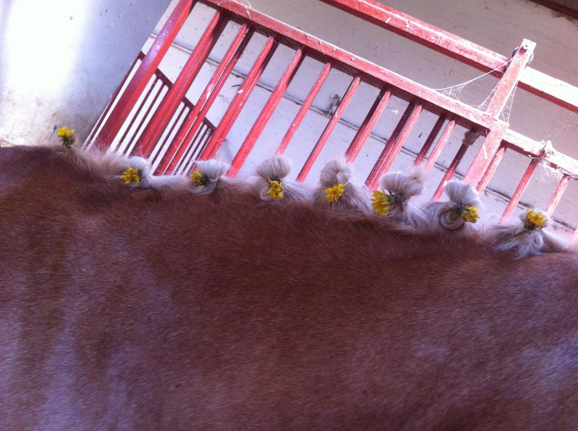 Anden særlig race timon billede 17