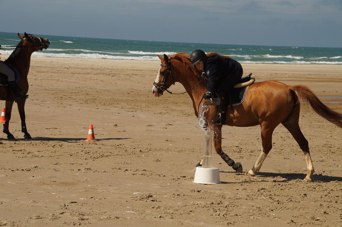 DSP Flicha - Ridelejr 2015 billede 11