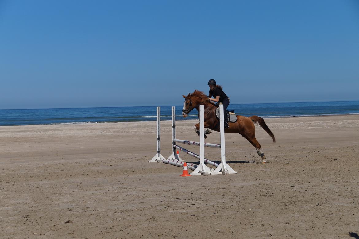 DSP Flicha - Ridelejr 2015 billede 14