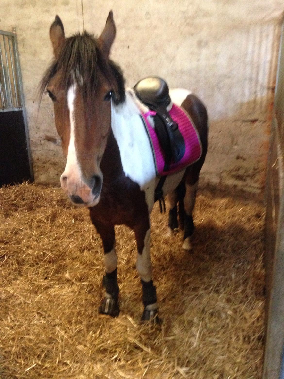 Anden særlig race Huxi  billede 17