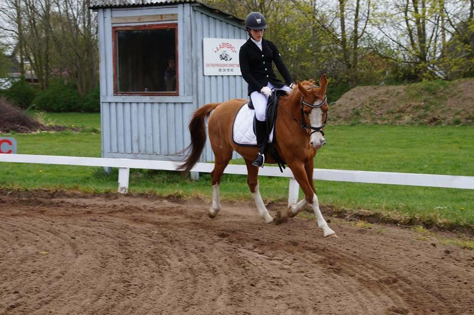 DSP Flicha - Første dressurstævne sammen, NØRK billede 18