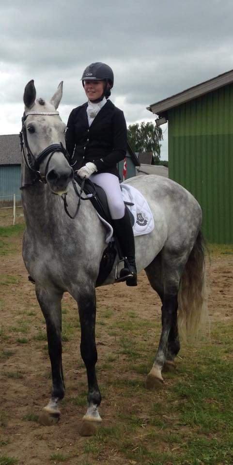 Dansk Varmblod lertevang 's lynett billede 11