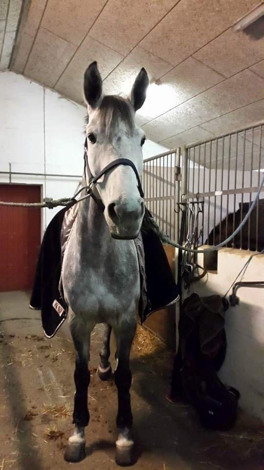 Dansk Varmblod lertevang 's lynett billede 2