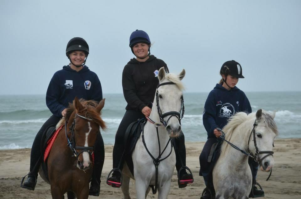 Fransk Sportspony Ultime Du Boissillion billede 2