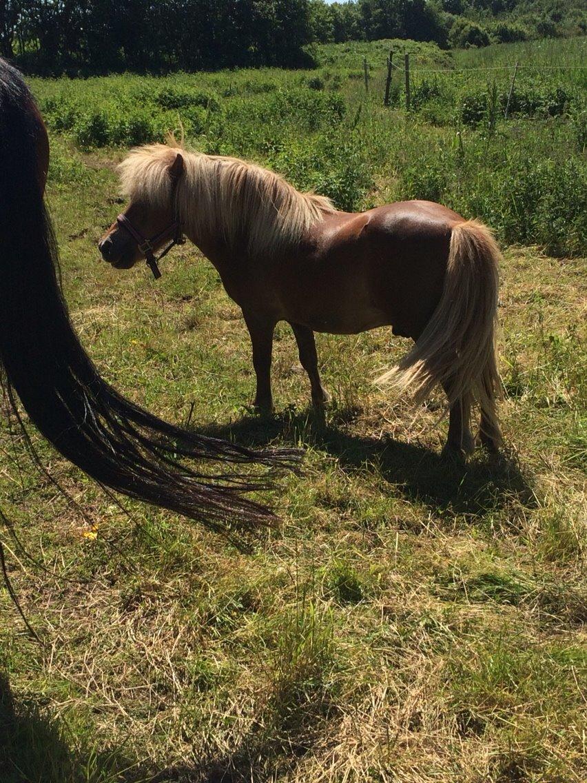 Shetlænder Dion billede 2