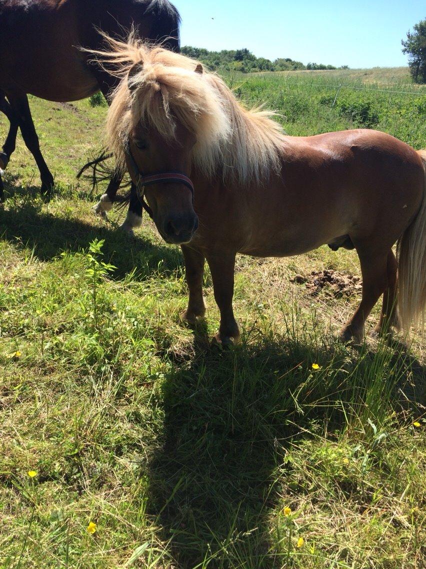 Shetlænder Dion billede 1