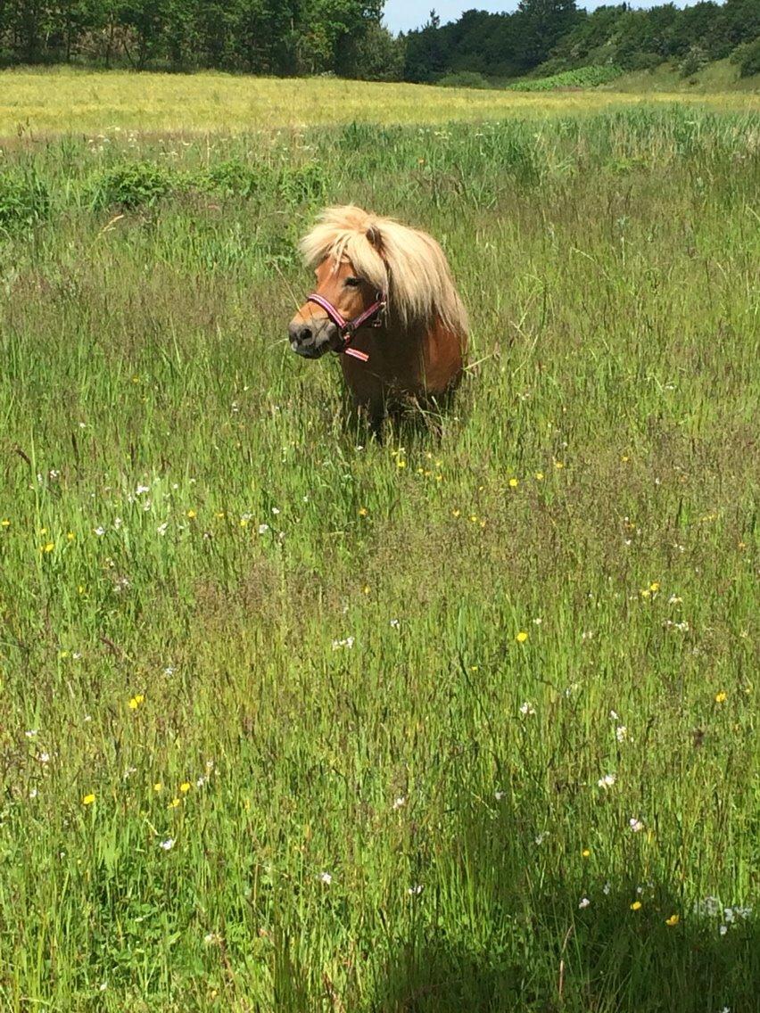 Shetlænder Dion billede 4