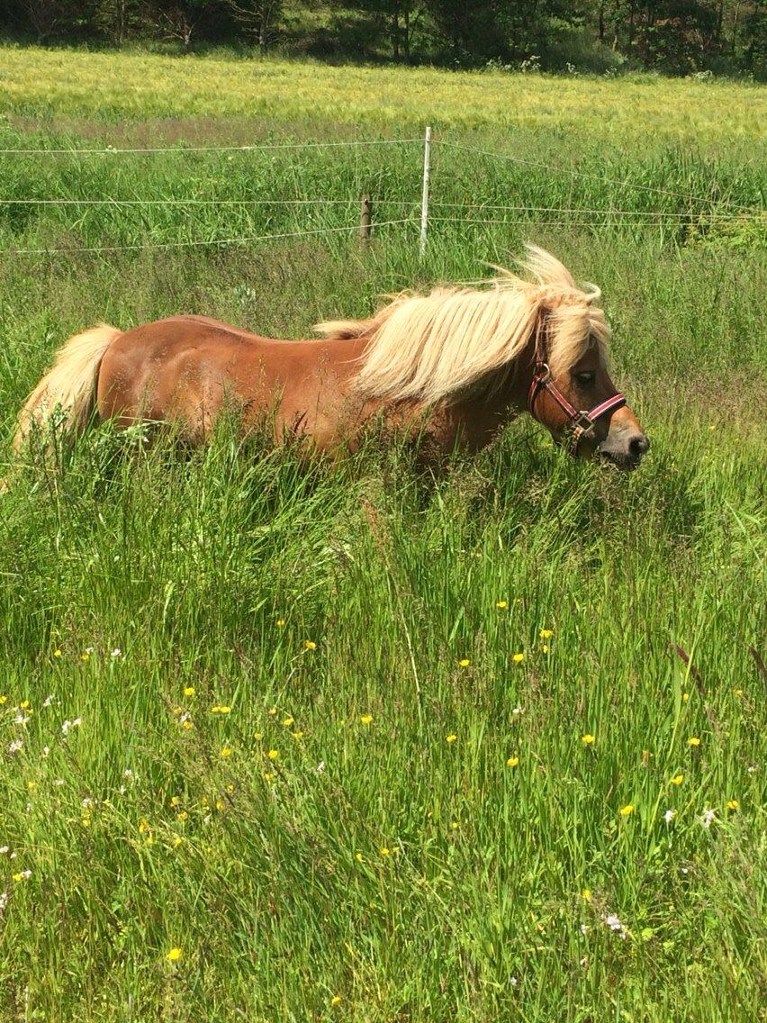 Shetlænder Dion billede 3