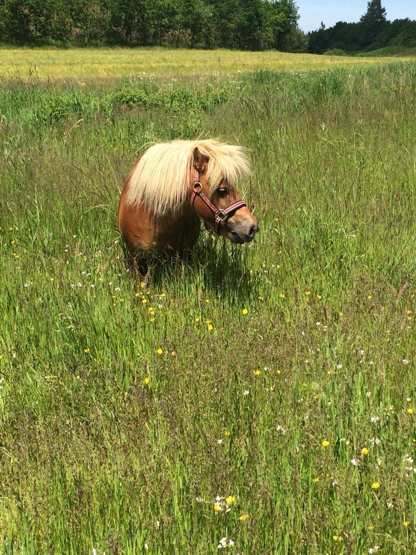Shetlænder Dion billede 5